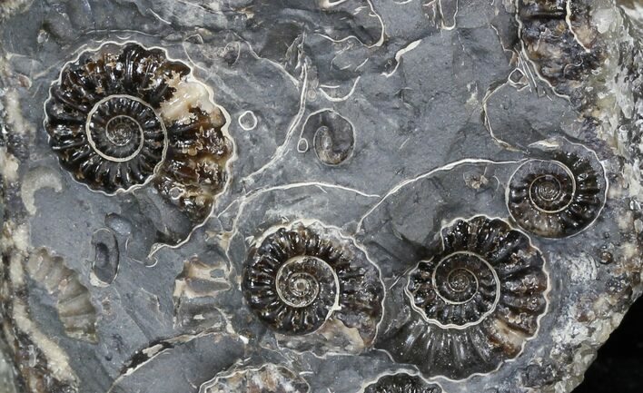 Marston Magna Ammonite Cluster #30764